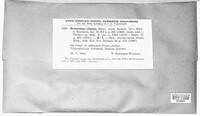 Coleosporium ribicola image